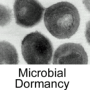 microbail dormancy